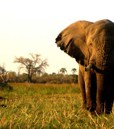 Machaba Botswana Okavango Delta Gomoti Plains Camp Elephant Sightings August 2017 Machaba Botswana Okavango Delta Gomoti Plains Camp Elephant Sightings August 2017