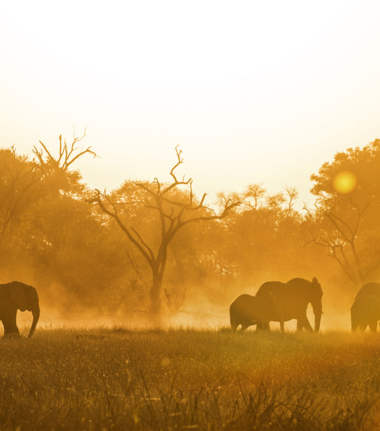 Botswana Okavango Delta Machaba Camp Sightings June 2021 Elephant Cta