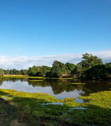 Machaba Ingwe Pan Camp October Sightings Mana Pools Machaba Ingwe Pan Camp October Sightings Mana Pools
