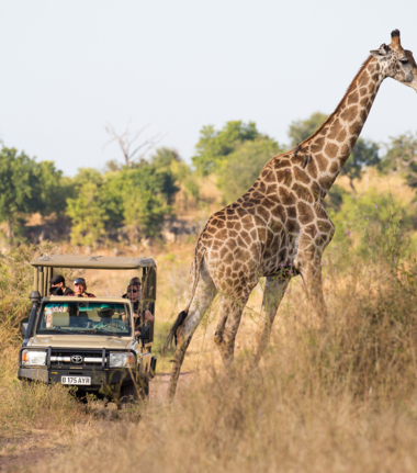 Machaba Safaris   Ngoma Safari   Wildlife Stories   May 2025   Giraffe Machaba Safaris   Ngoma Safari   Wildlife Stories   May 2025   Giraffe