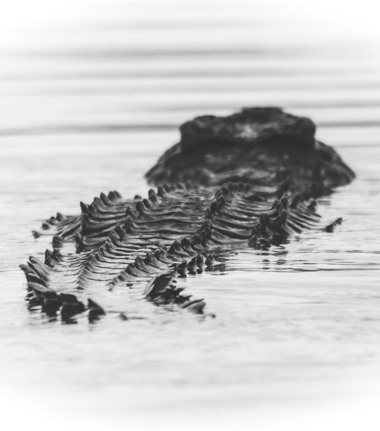 Machaba Ngoma Safari Lodge Wildlife Sightings July 2026 Crocodile In The Chobe River