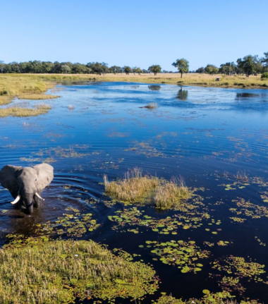 An elephant stands in shallow water of teh Okavango Delta