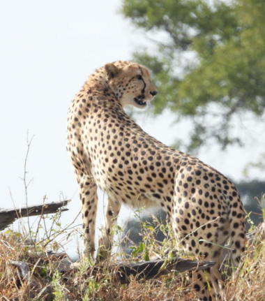 Machaba Kiri Camp Wildlife Sightings June 2026 Cheetah In The Okavango