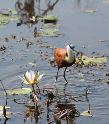 Machaba Ngoma Safari Lodge Wildlife Sightings June 2026 African Jacana