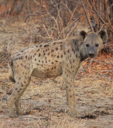 Machaba Ingwe Pan Camp Wildlife Sightings August 2026 Hyena Pup