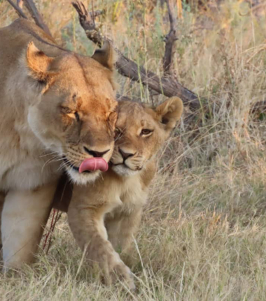 Machaba Safaris December Mail Unforgettable Wildlife Sightings Lions