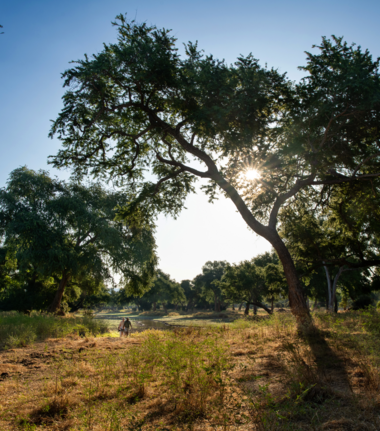 Machaba Mana River Camp Wildlife Sightings July 2026 Mana Pools Forest