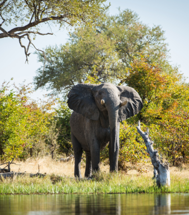 Machaba Camp Wildlife Sightings August 2026 Elephant Near Water Source
