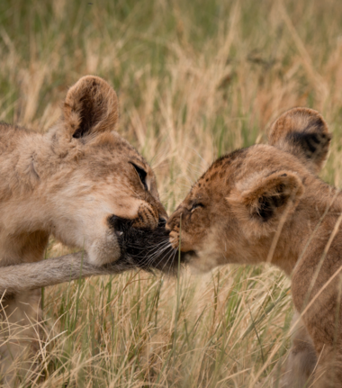 Machaba Kiri Camp Wildlife Sightings August 2026 Lion Cubs Playing With Their Tail