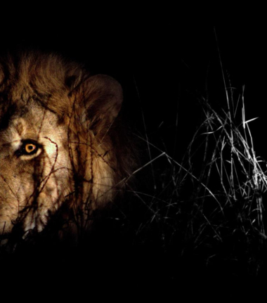 Machaba Botswana Okavango Delta Lion Sightings Update July 2017