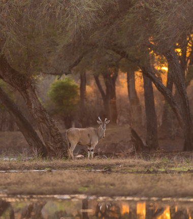 Machaba Zimbabwe Mana Reopens Wildlife Machaba Zimbabwe Mana Reopens Wildlife
