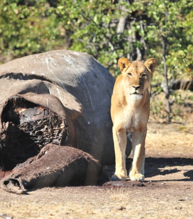 Machaba Deteema Springs Camp Wildlife Sightings July 2025 Lionesses Feeding On Elephant