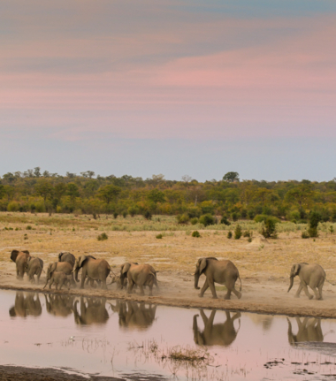 Zimbabwe Hwange Deteema Sightings September 2024 Elephants At Pan Zimbabwe Hwange Deteema Sightings September 2024 Elephants At Pan