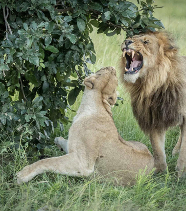 Machaba Botswana Okavango Delta Machaba Safaris Lions Sightings February 2017