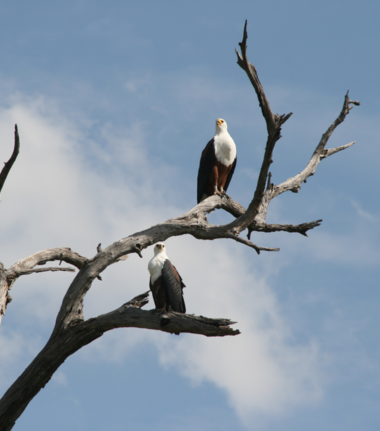 Machaba Ngoma Safari Lodge Wildlife Sightings May 2026 African Fish Eagle