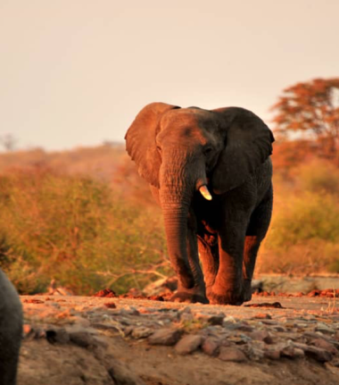 Machaba Zimbabwe Hwange Deteema Camp Elephant Sightings August 2019 Machaba Zimbabwe Hwange Deteema Camp Elephant Sightings August 2019