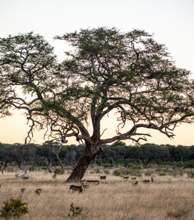 Machaba Verneys Camp Wildlife Sightings March 2026 Acacia Tree