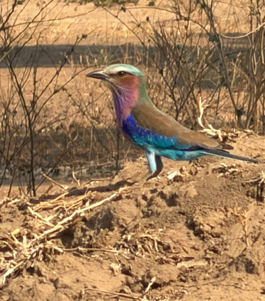 Machaba Mana River Camp Wildlife Sightings August 2026 Lilac Breasted Roller 