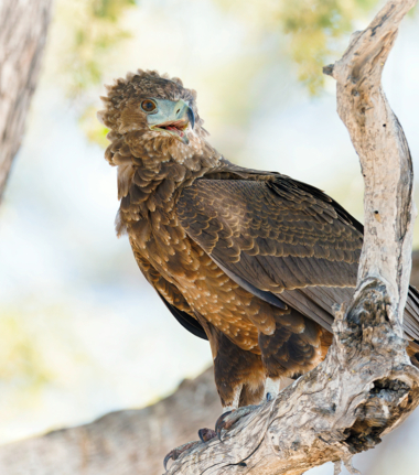 Machaba Safaris December Mail Unforgettable Wildlife Sightings Wahlbergs Eagle