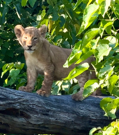 Machaba Monachira Camp Wildlife Sightings January 2026 Lion Cub On A Trunk