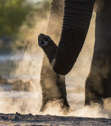 Machaba Botswana Okavango Delta Machaba Camp Elephant Sightings Update June 2017 Machaba Botswana Okavango Delta Machaba Camp Elephant Sightings Update June 2017