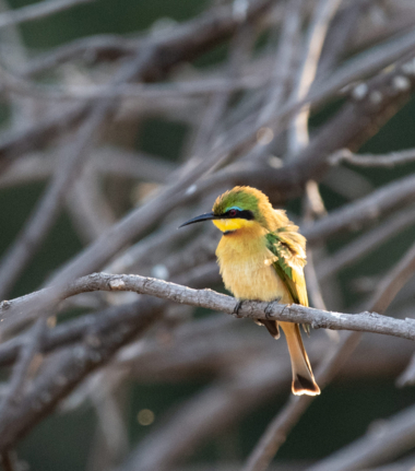 Mana River Camp Little Bee Eater