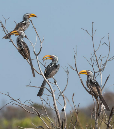 Machaba Verneys Camp Wildlife Sightings January 2026 Yellow Billed Hornbills