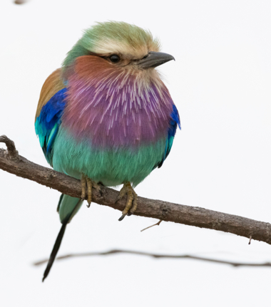 Botswana Kiri Camp Lilac Breasted Roller Birding Botswana Kiri Camp Lilac Breasted Roller Birding