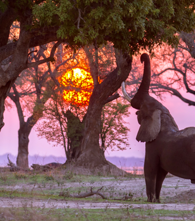 Machaba Safaris Mana Pools Elephant