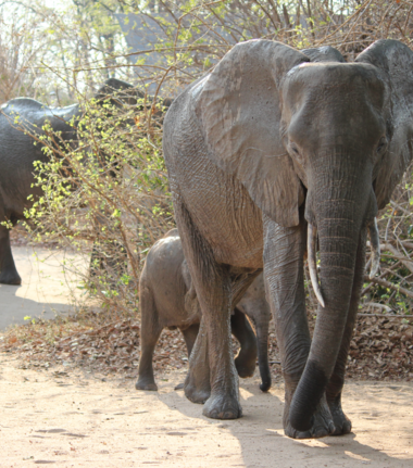 Machaba Ingwe Pan Camp Wildlife Sightings July 2026 Elephants Herd In Mana Pools