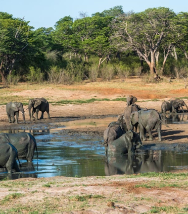 Machaba Verneys Camp Wildlife Sightings August 2025 Elephants In A Pan Machaba Verneys Camp Wildlife Sightings August 2025 Elephants In A Pan