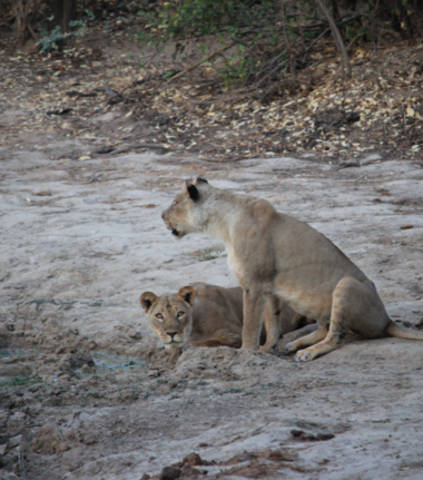 Machaba Ingwe Pan Camp Wildlife Sightings May 2026 Lionesses Next To Pan