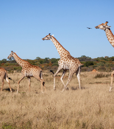 Botswana Okavango Delta Machaba Camp Sightings Feb 2021 Cta 02 Botswana Okavango Delta Machaba Camp Sightings Feb 2021 Cta 02