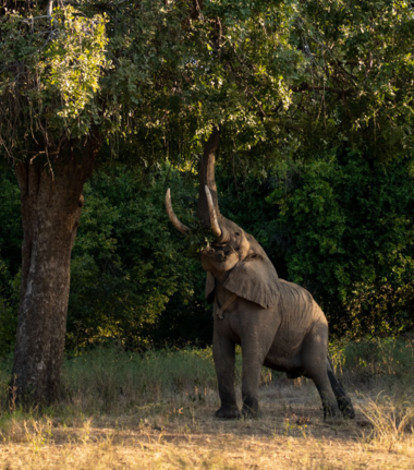 Zimbabwe Mana Pools Elephant Zimbabwe Mana Pools Elephant