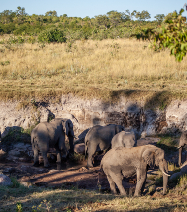 Zimbabwe Hwange National Park Deteema Springs Cta Zimbabwe Hwange National Park Deteema Springs Cta