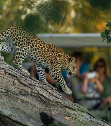 Machaba Web What To Expect On Safari Banner Image Machaba Web What To Expect On Safari Banner Image