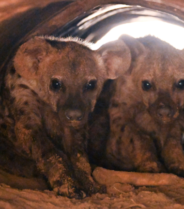 Machaba Verneys Camp Wildlife Sightings February 2025 Hyena Cubs In Their Den