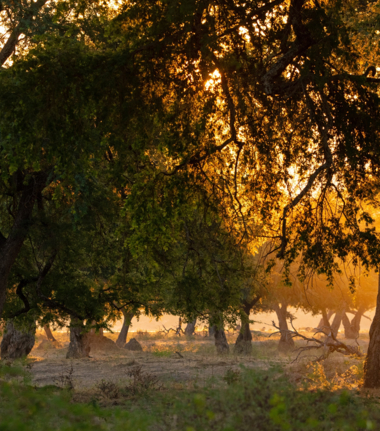 Machaba Ingwe Pan Camp Wildlife Sightings June 2025 Mana Pools Forest