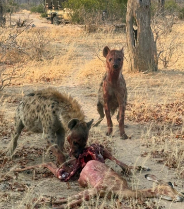 Machaba Ingwe Pan Camp Wildlife Sightings October 2025 Hyenas Feeding