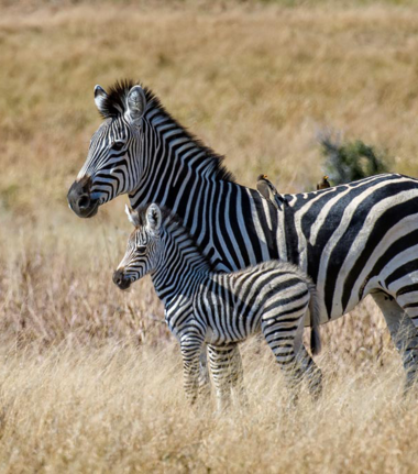 Machaba Verneys Camp Wildlife Sightings April 2026 Zebra And Calf