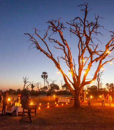 Machaba Gomoti Plains Camp Wildlife Sightings May 2026 Boma Dinner At Gomoti