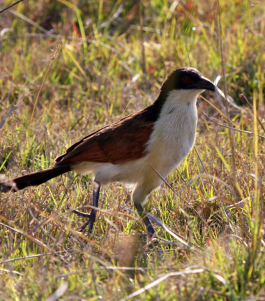 Machaba Monachira Camp Wildlife Sightings August 2026 Coppery Tailed Coucal