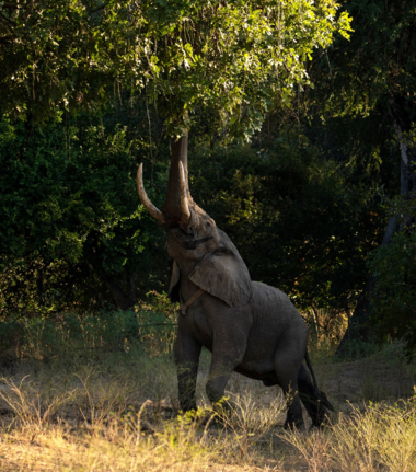 Machaba Ingwe Pan Camp Wildlife Sightings May 2025 Elephant Reaching For Food Machaba Ingwe Pan Camp Wildlife Sightings May 2025 Elephant Reaching For Food