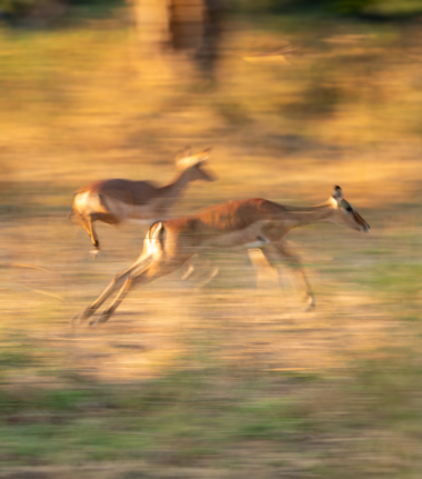Machaba Mana River Camp Wildlife Sightings May 2026 Impala Running