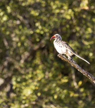 Machaba Monachira Camp Wildlife Sightings July 2026 Southern Red Billed Hornbill