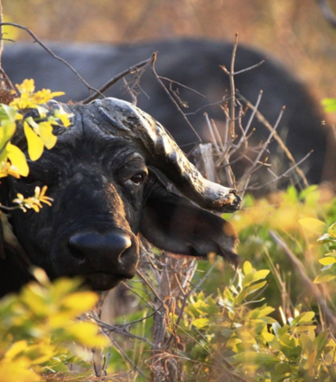 Machaba Zimbabwe Hwange Verneys Camp Buffalos Sightings April 2019