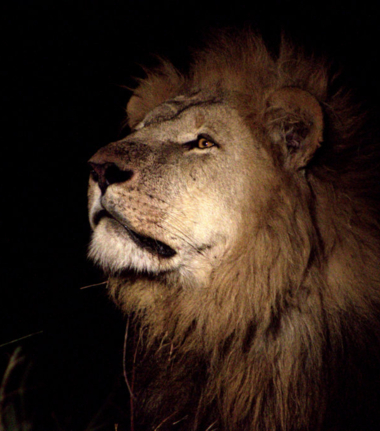 Machaba Botswana Okavango Delta Machaba Camp Lion Sightings May 2018