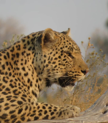 Machaba Gomoti Plains Camp Wildlife Sightings March 2025 Leopard Resting On A Branch
