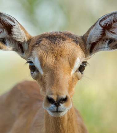 Machaba Camp Wildlife Sightings July 2025 Impala In Botswana