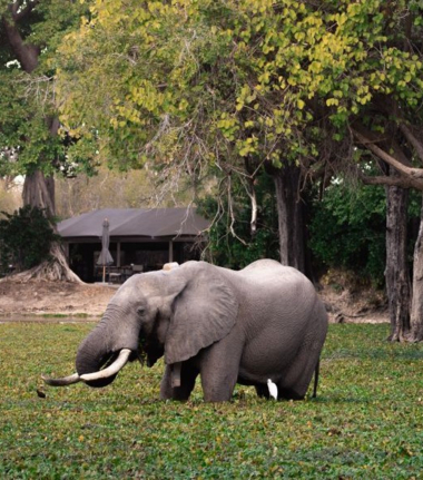 Mana Pools Machaba Safaris